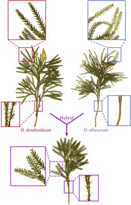 Re-evaluating the Systematics of Dendrolycopodium Using Restriction-Site Associated DNA-Sequencing